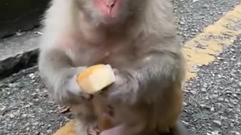 Wow Cutie baby monkey eat fruits.