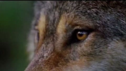 Sad wolf look / sharp wolf's look