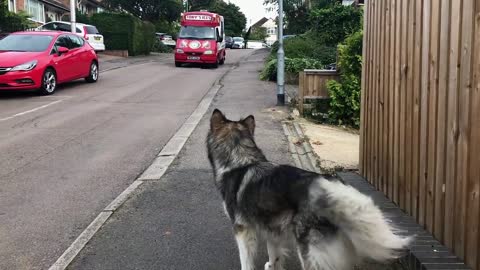 this-alaskan-malamute-waits-for-the-ice-cream-truck-every-single-day-getonlinevideos