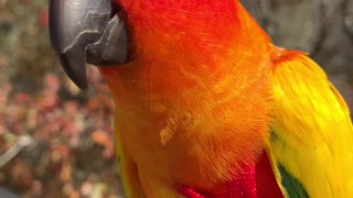 Beautiful parrot enjoying the breeze
