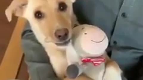 Very cute puppy making fun