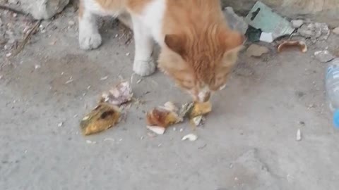 Nc cat eating fish