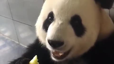 Cute panda attracted attention