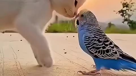 Cute Cat with parrot|| Cutest animal in the world