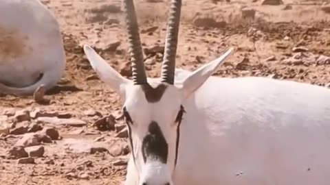 Spotted Gemsbok Antelope with long horns lying on ground in nature -- #shorts #viral #youtubeshorts
