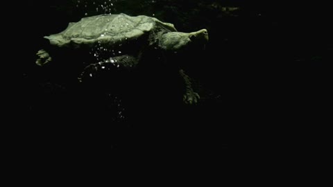 Alligator snapping Turtle raises head to water surface