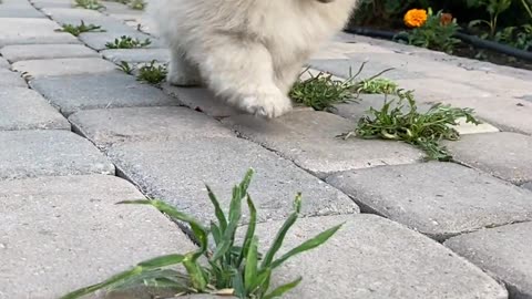 A Dog Running Towards the Camera