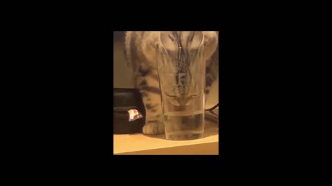 Funny cat trying to drink water out of glass looking hilarious