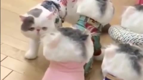 Funny cats. #funnycats #funnymoments #shorts