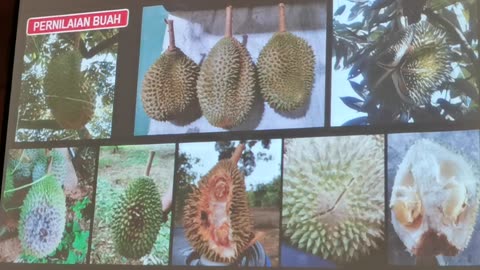 P15 Pembangunan Tanaman Durian, Mohd Ali Hanafiah, @Raub, 4 Jun 2024