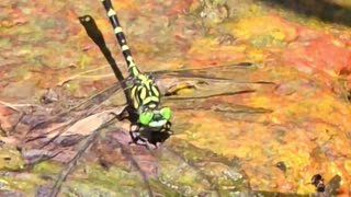 Green dragonfly on a stone in the river / beautiful dragonfly in nature.