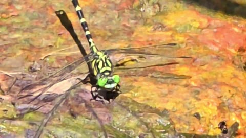 Green dragonfly on a stone in the river / beautiful dragonfly in nature.