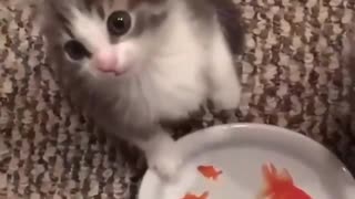 cats wants some fishes in lunch