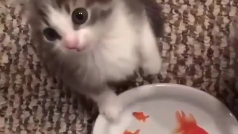 cats wants some fishes in lunch