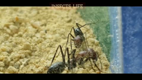 INSECT LIFE # INSECT SERVIVAL #ANTS VS OTHER INSECTS