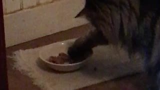 Kitty eating with paw..