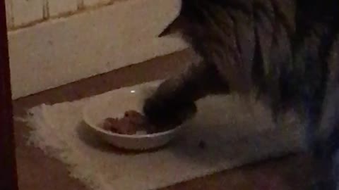 Kitty eating with paw..