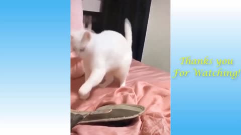 new 2021 video by the watching cute cat dancing you will be laugh much