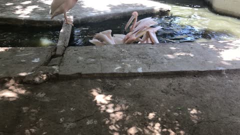 Boy feeding Great Pink Pelican