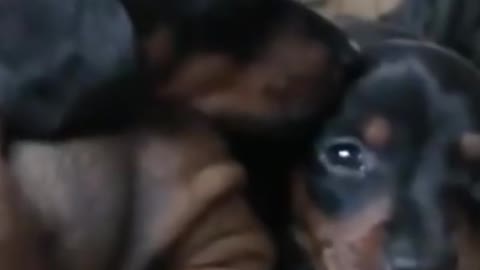 little ROGUE CUTE & FUNNY dog video of DACHSHUND PUPPY