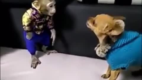 fight between monkey vs dog pinche