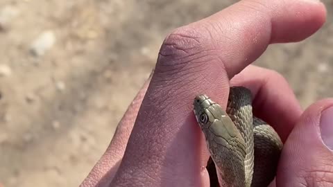 a little snake