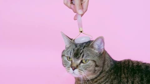 Person Massaging a Cat With a Facial Roller