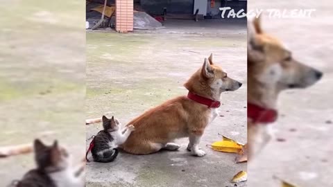 Funny Animal Videos 2023 😅 - Funniest Dogs and Cats Videos 🥰 #01