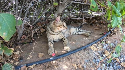 MICHAEL JACKSON - Homeless cat in Ras Al Khaimah, UAE #cat #cats #MichaelJackson #emirates #ae #UAE