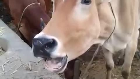 ereazy sound of cow #short#shortvideo #village #animatsshort...