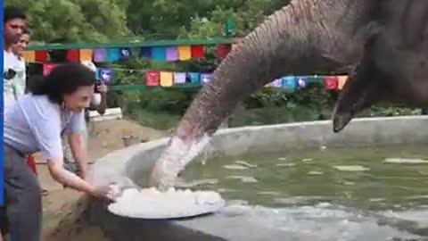 This Elephant has a big sweet tooth for some cake