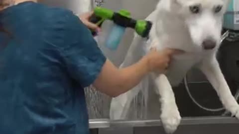 Husky almost dies at the pet groomers