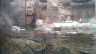 Otter at Colorado aquarium!