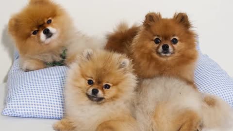 THE CUTEST DOG BREEDS In The World