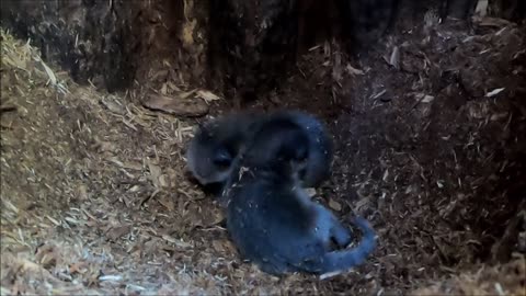 Cute baby raccoons playing together in the hollow tree.