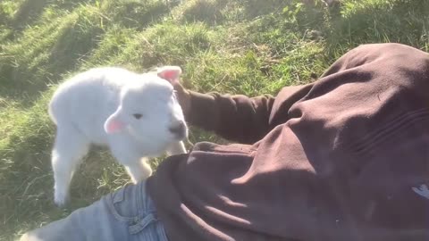 Adorable lamb wants attention