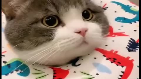 🔴Baby Cats - Cute and Funny Cat Videos