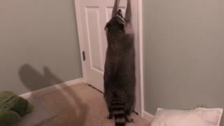 Smart raccoon tries to open my room door