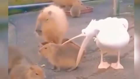 pelican trying to eat capybara | pelican arrested meme