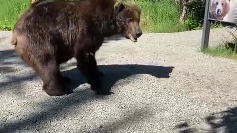 Bear casually walks down busy sidewalk