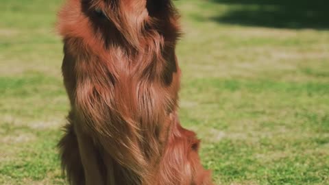 Retriever Dog is Sitting on the Grass in the Park