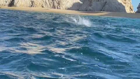 Squadron of Manta Rays Leap in the Sunshine