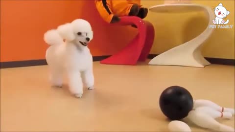 Dog traning video Baby dog