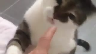 swet kitten fight with her owner fingure