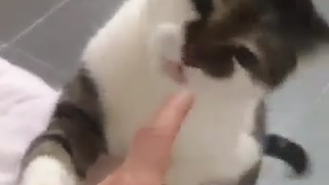 swet kitten fight with her owner fingure