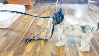 Fun yorkie dog playing with a belt.