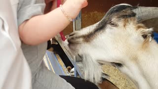 Tenacious Goat Tries To Steal Baby's Pacifier
