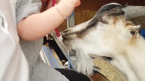 Tenacious Goat Tries To Steal Baby's Pacifier
