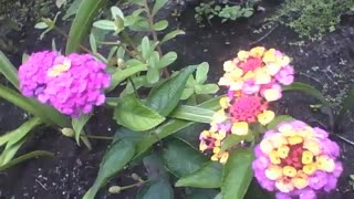 Lantana camara yellow and purple are filmed in a small garden, beautiful flowers! [Nature & Animals]