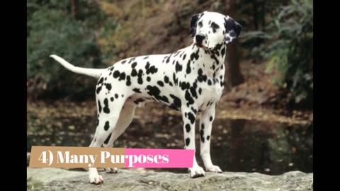 Dalmatian Top 10 Interesting Facts